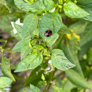 打碎碟子=不宜出门？——什么是外应，怎么用？