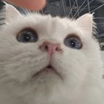 不够暴戾