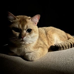 在人间寻找答案的猫