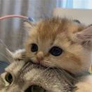 今天吃柚子了吗_DQYW