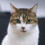 莲藕打孔