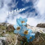 想瘦20斤的考拉