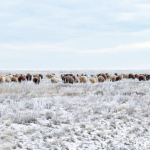 25. 李娟和她的阿勒泰