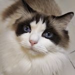 iamAlbert