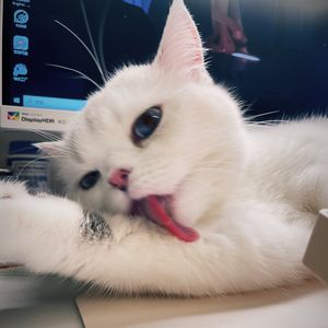 猫珥多
