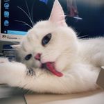 猫珥多