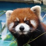 小熊猫天下无敌