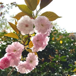 EP20：春游路上催与等？“目标导向派”与“在途体验派”10+年的较量怎么破？