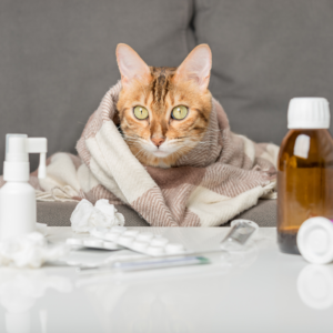 41 流感季用药指南：退烧药、抗病毒药该怎么选？