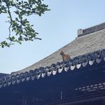 一只屋顶上的猫