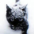 Chionophlie