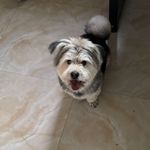 lindendog