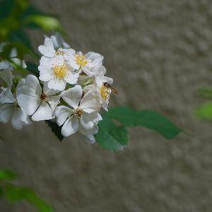 苑澄