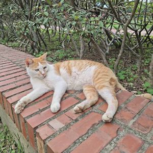 西游记（12）猪八戒娶媳妇