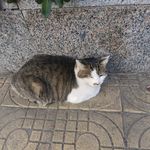 一只獭