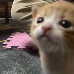 牛打腻辣