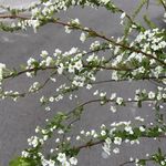 有很多很多花儿的仙女