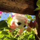 Yilin_sfDG