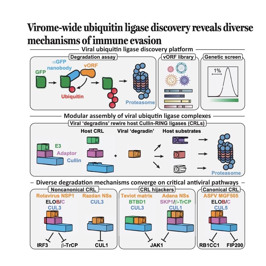1545-Virome-Wide Discovery of Diverse Viral UbiquitinLigases episode artwork