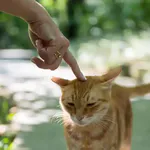 养猫到底是救赎小动物，还是救赎自己