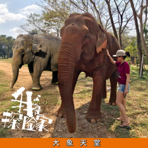 大象天堂