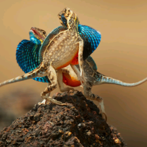 BBC Earth｜为爱而战的华丽扇喉蜥