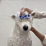 流浪神经