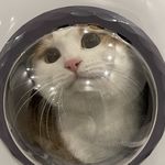 吸血鬼