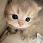 猫面包_MTka