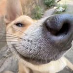 爱吃果柑茶