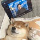 四目相对