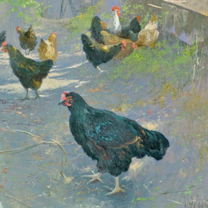 23.鸡/李娟《遥远的向日葵地》