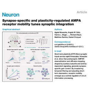 652-AMPAR受体流动性对突触整合的调控作用