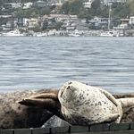 写奇怪的诗给你