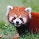 BobHu