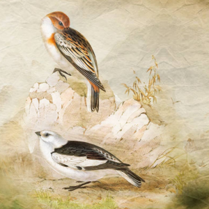 朗诵 01 |《寒窑赋》