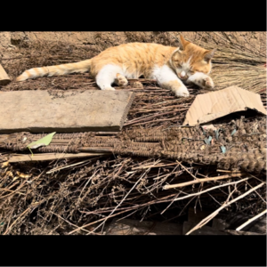 从大头的【离家出走】到你前男友的【莫名消失】是渣男的背叛和逃离还是动物本能的自我保护和觉醒？