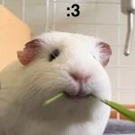 与食物和平共处