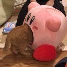 哈吉茗