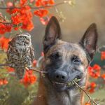 茉莉是只小猫咪