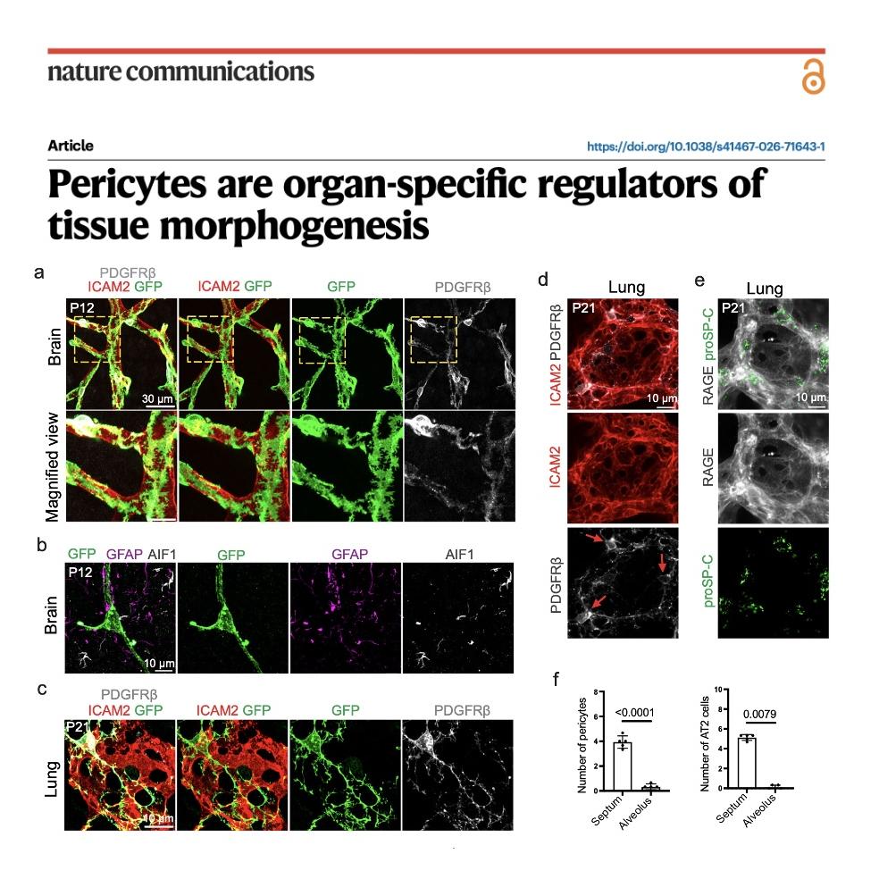 1124-Pericytes Regulates Tissue Morphogenesis episode artwork