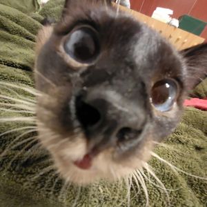 podcaster-avatar