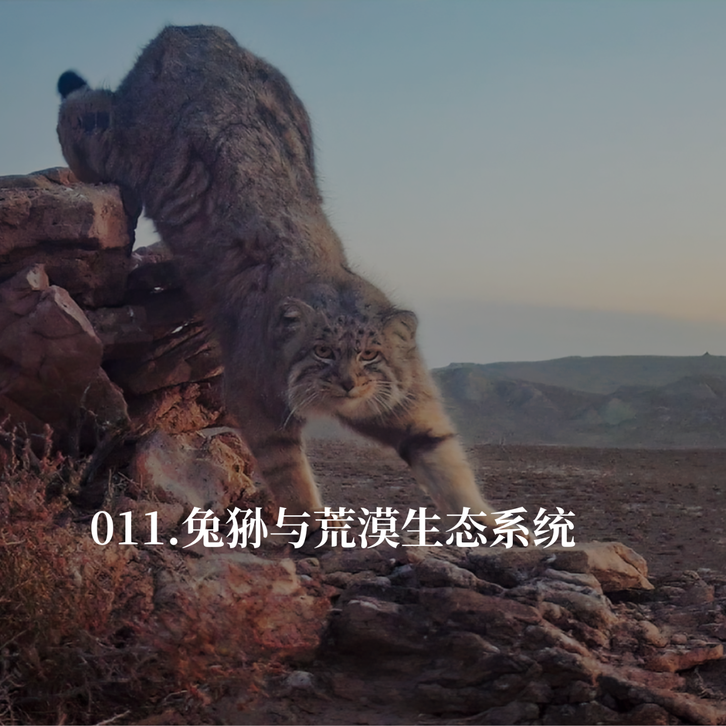 011.曾经高密度的兔狲种群消失了，我们的保护却才刚刚开始 episode artwork