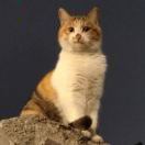 招财进宝快乐喵