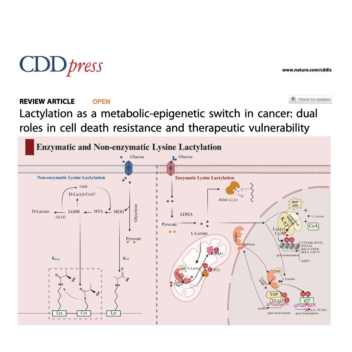 1441-Lactylation Switch in Cancer Resistance episode artwork