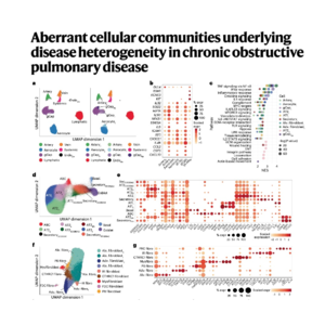 587-The Cellular Landscape and Heterogeneity of COPD