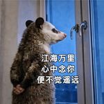王茉莉momo