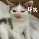 逸只小狸花