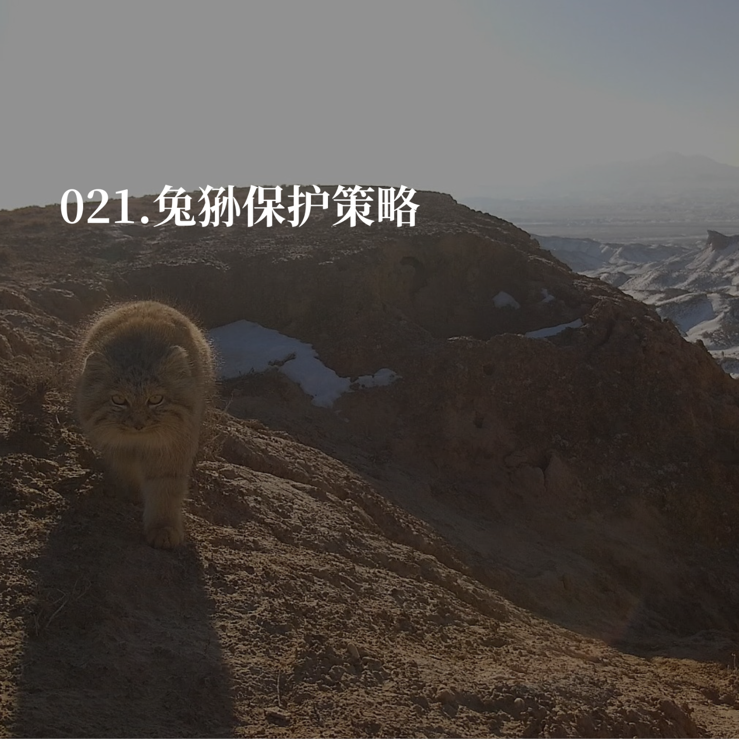 021.灭鼠、干旱、栖息地开发：荒漠兔狲的生死三重门 episode artwork