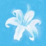 Bunny0